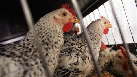 Bird Flu (H5N1) Explained: Colorado Facilities Detect First Human .